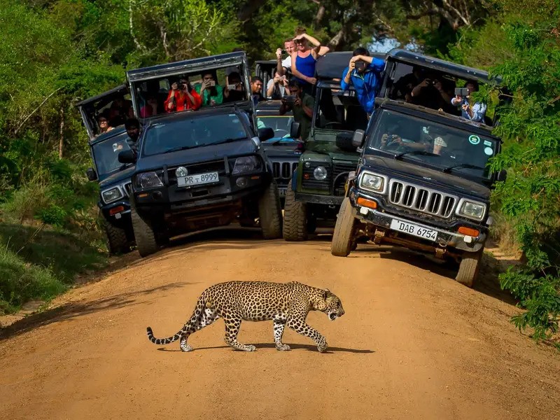 Safari